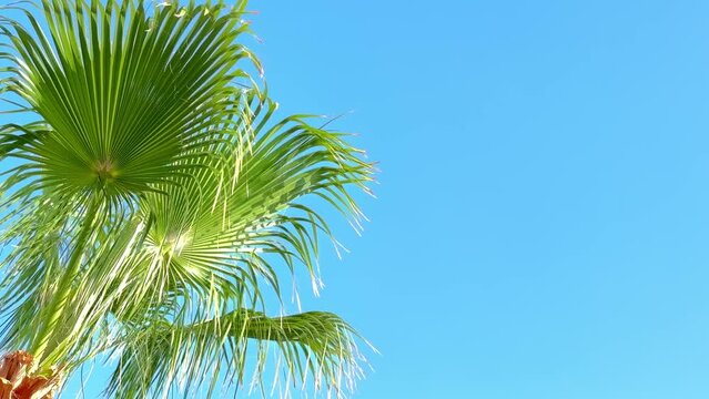 Palm trees fluttering in the wind in the sun's rays.