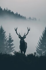  A black-and-white image of a deer with antlers, situated in a foggy forest