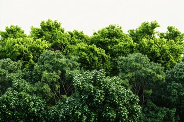 A scene of cattle grazing peacefully on a lush green field