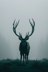 Obraz premium A black-and-white image of a deer with antlers, set against the backdrop of a foggy field