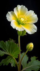 Oenothera lindheimeri 'Belleza' isolated on black background