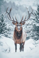  A deer stands in the snow, its antlers rising from its head