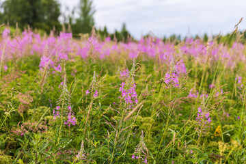 Obraz premium Wild pink flowers on a summer day, natural photo