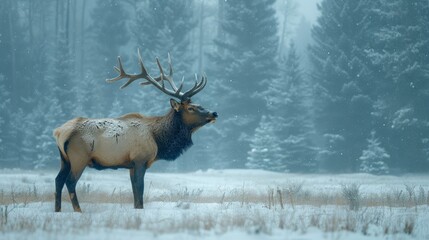  A large elk stoands in a snow-covered field, surrounded by pine trees and dusted with snow