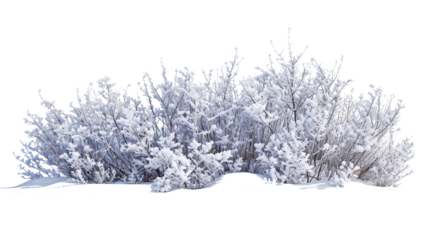 Beautiful Snowy Bush with Frosted Branches, isolated on transparent background