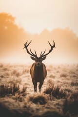  A deer, its large antlers silhouetted against the foggy sky, traverses a mist-shrouded field Grass blurred by the morning fog dots the fore