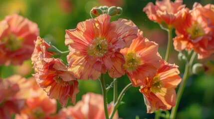 A group of bright orange flowers growing in a green field, suitable for use in nature-inspired designs or as a decorative element
