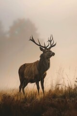  A large elk atop a dry, grass-covered field faces a foggy sky – a foggy day