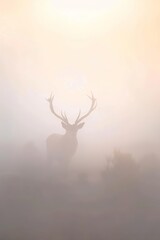 Naklejka premium A deer stands in a foggy field with the sun illuminating the fog behind, casting its antlers into silhouette
