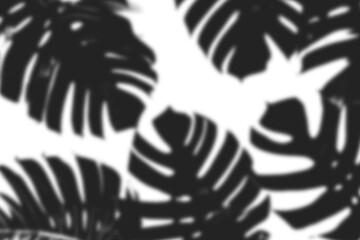 Shadow of Monstera Tropical Leaves in Black and White for Design Overlay