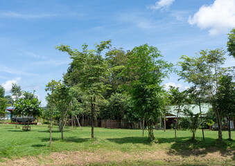 Lush green trees stand tall in a sunny park under a bright blue sky