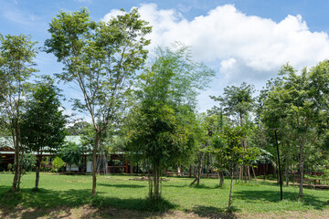 Lush green trees stand tall in a sunny park with a bright blue sky peeking through