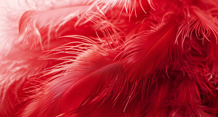 Red feather background, abstract wallpaper. A close up of red feathers on a white backdrop. A colorful texture and space for design. A Valentine's Day concept.