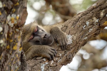 Fototapeta premium Funny Chacma baboon (Papio ursinus) sleeping in a tree at Amboseli National Park. Kenya