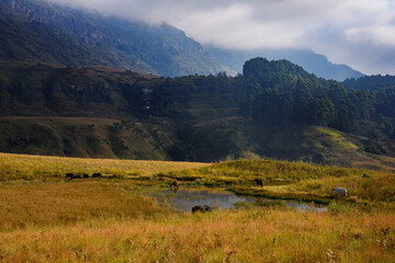 Horses grazing around a pool of water in the foothills of the Drakensberg mountains, Kwa-Zulu Natal, South Africa