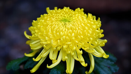 Obraz premium Chrysanthemum morifolium also known as florist's daisy and hardy garden mum. 