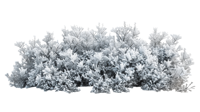 Beautiful Snowy Bush with Frosted Branches, isolated on transparent background