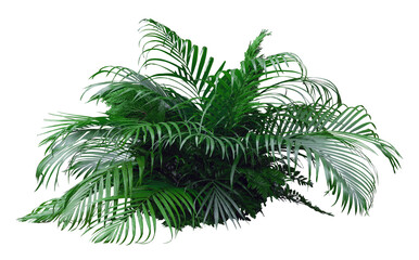 Tropical plant palm fern bush tree isolated on white background with clipping path.