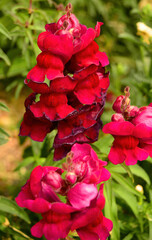 Outdoor Floral Arrangement