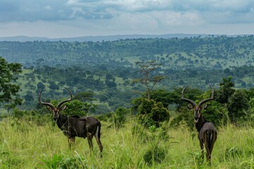 This is a photo of Mpalas in lake Mburo national park, Uganda