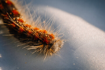 limbazi, Latvia, June 29, 2024 - Close-up of a fuzzy caterpillar with orange and black markings on a white surface, showcasing its intricate details and texture.