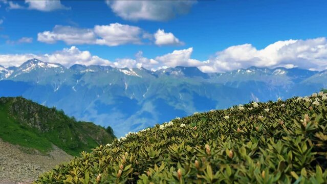 Flowers of rhododendron in caucasus mountains. Stream, mountain tops and clouds on blue sky 