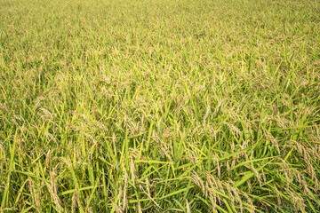 稲の実り(秋田県男鹿半島、9月)