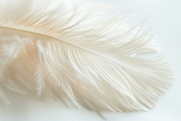 Fototapeta premium Close-up of a White Feather
