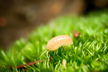 Armadillidium spec. “Albino” ball isopoda woodlouse. Armadillidium Albino assel exotic animal in the natural background, tropical terrarium macro photography