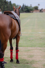horse and rider