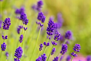 Fototapeta premium Blooming Lavender