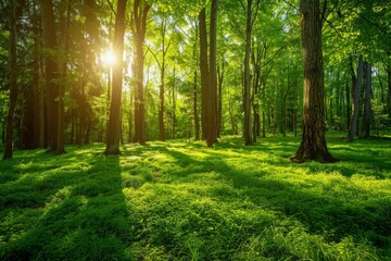 Obraz premium Sunlit Forest Scene