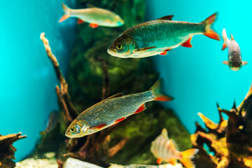 River fish in their natural habitat.