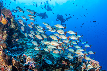 French Polynesia, Tuamotu Archipelago, Rangiroa, School of Humpback Red Snapper (Lutjanus gibbus)