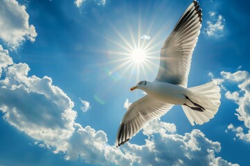 Fototapeta premium Seagull Soaring Under Sunlit Sky