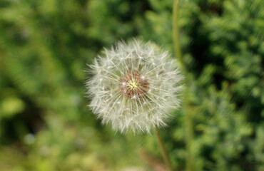 dandelion