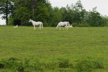 Fototapeta premium Weiße Pferde auf der Weide 