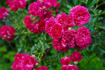 pink roses in an inflorescence on a branch of a climbing rose of the flamentanz variety on a branch among green leaves decorates a garden fence made of mesh in summer