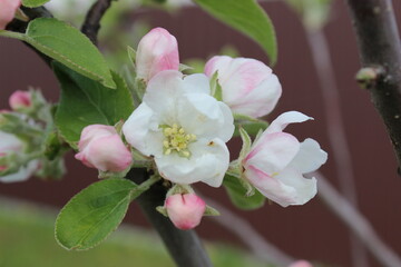 Obraz premium Beautiful Outdoor Close Up View of Apple Tree in Full Bloom. Nature Scenic Springtime Blossoming with Bright Petals and Fresh Greenery.