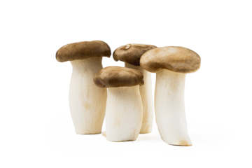 king oyster mushroom set with a shadow, studio shoot, isolated on white background