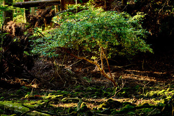 森の木と木漏れ日