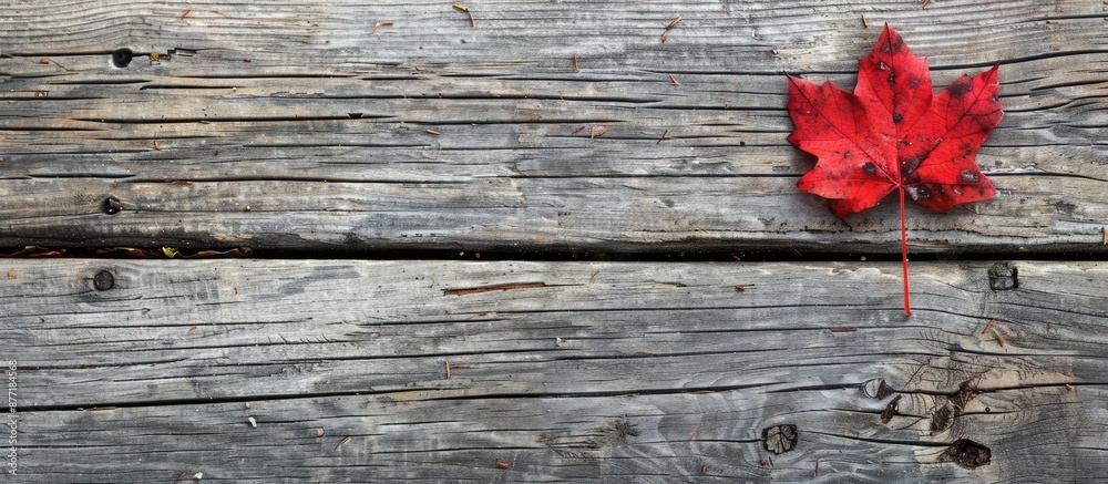Poster weathered wood floor with a red maple leaf providing a visual focal point in a copy space image