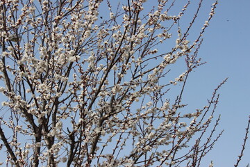 Beautiful Apricot Tree with White Flowers under a Clear Blue Sky. Springtime Blossom Beauty.