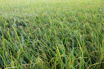 A close-up background view of many green rice fields growing.