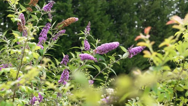 Purple butterfly bush flowers bloom on a sunny summer day on a green trees eco-friendly background
