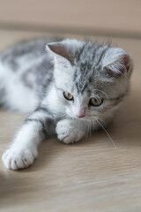 Cute baby cat in the house, Silver Tabby Scottish Fold Cat