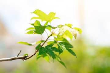 Beautiful green maple leaves and sunlight, maple tree growing in the garden of the house.