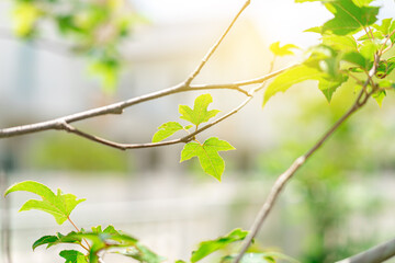 Beautiful green maple leaves and sunlight, maple tree growing in the garden of the house.