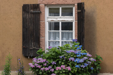 Altes Haus, Holzfenster, dunkle Holzfensterl&auml;den, bl&uuml;hende Hortensia vor Haus