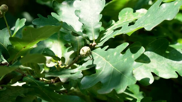 Sunlight filters through the green leaves of a mature oak tree illuminating the branches and showcasing young small developing acorns